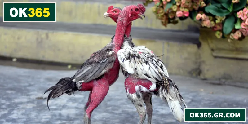 Đá Gà Đòn – Kinh Nghiệm Thực Chiến Và Cách Chơi Hiệu Quả