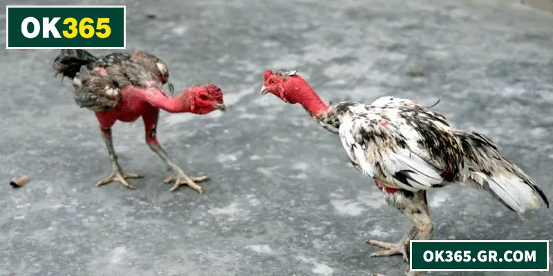 Đá Gà Đòn – Kinh Nghiệm Thực Chiến Và Cách Chơi Hiệu Quả Đá gà đòn – kỹ thuật, chiến thuật và nhịp trận tinh tế