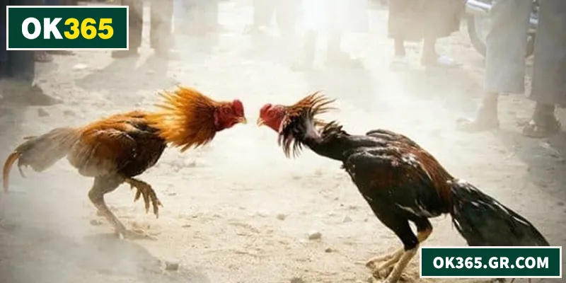 Đá Gà Thomo – Trải Nghiệm Chuẩn Thực Chiến Cho Người Chơi