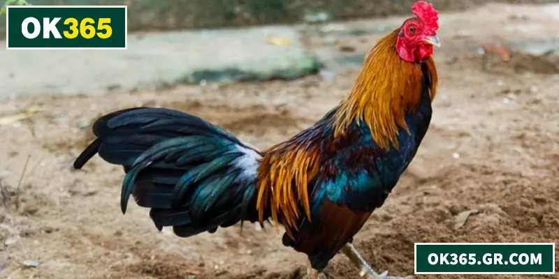 Đá Gà Tre – Góc Nhìn Thực Chiến Và Cách Chơi Hiệu Quả Đá gà tre tốc độ cao với lối đá linh hoạt cuốn hút người xem