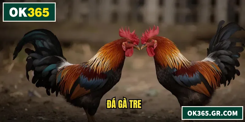Đá Gà Tre – Góc Nhìn Thực Chiến Và Cách Chơi Hiệu Quả