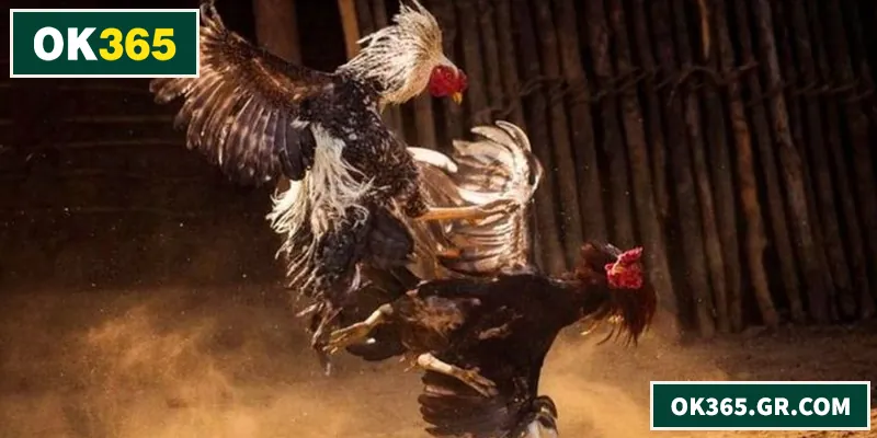 Trải nghiệm đá gà Thomo chuẩn thực chiến