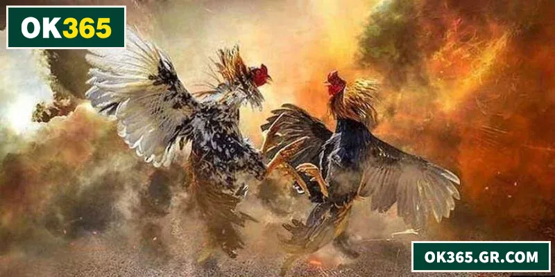 Trải nghiệm đá gà trực tuyến mượt mà với tỷ lệ cược minh bạch